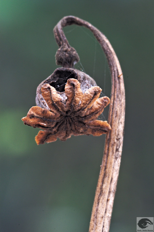  MG 3940 welke Blumen